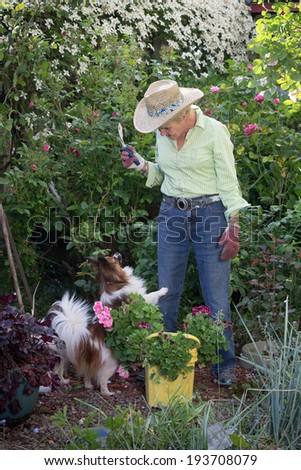 An insistent Pomeranian dog tries to get the attention of her ninety year-old companion as she works her garden.