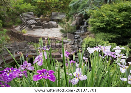 A large cluster of purple and lavender Japanese irises in a secluded garden with a group of rustic benches and waterfall softly out of focus in the background
