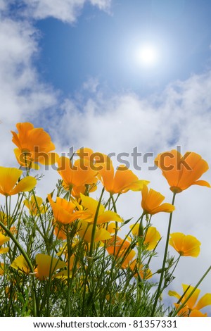 Golden poppies reach up towards a burst of sun under a bright blue sky dotted with white clouds