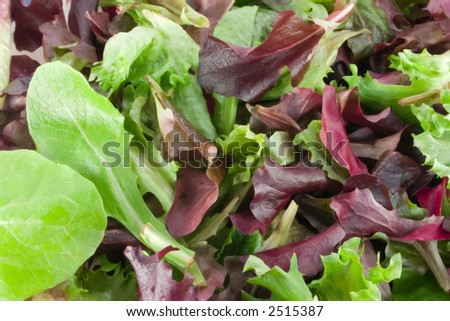 macro of multi colored leaf lettuce