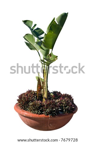 isolated image of a bird of paradise in large planter