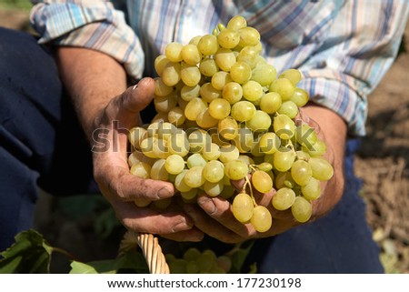 Bunch of white wine grapes in the hands of the winemaker