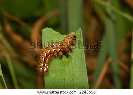 caterpillar eating grass