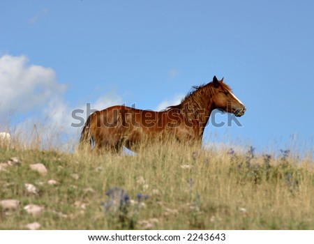 wild horse running in italy