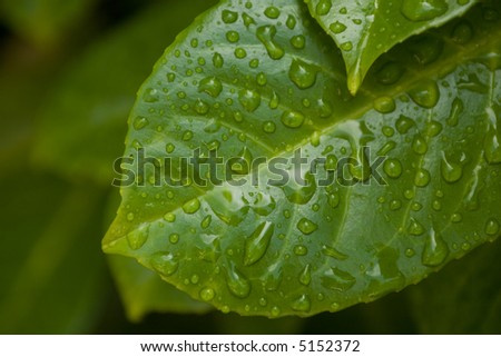 water drop on the leafs after the rain - shallow depth of field