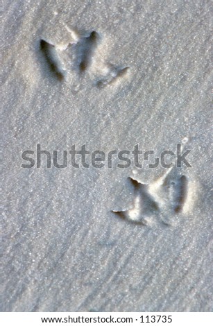 Tracks in the Sand\
\
Florida Gulf Coast