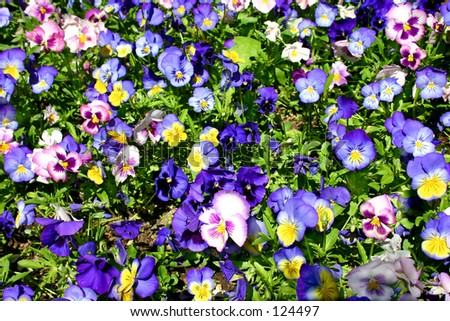 Flower Patch Stock Photo 124497 : Shutterstock