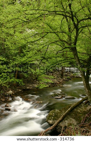 Middle Prong of the Little River. Great Smoky Montains
