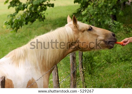 Horse With Carrot