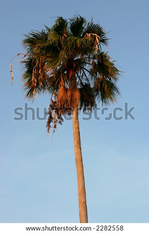 Palm against sky on Florida Gulf Coast