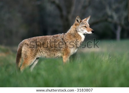 Coyote in Cades Cove. Great Smoky Mountains National Park