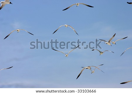 Flock of seagulls in flight on Florida\'s Gulf Coast.