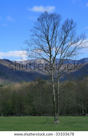 Lone tree in field in Cases Cove. Great Smoky Mountains