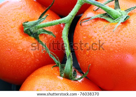 Bright red tomatoes. Color contrast with green stem.