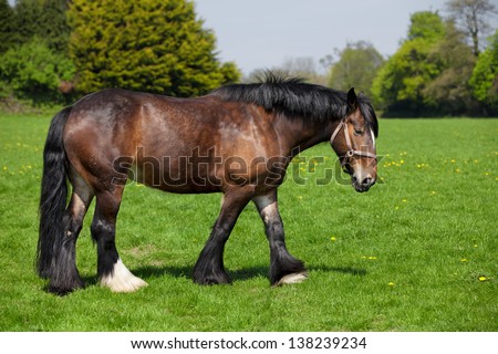 A beautiful brown horse walking on the field on a sunny day