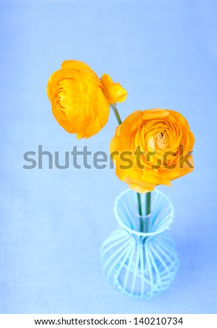 Two single ranunculus flowers in a blue vase blue background