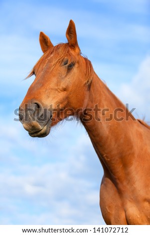 Portrait of a bay horse, 8 years old, outdoors in the rays of the sunset