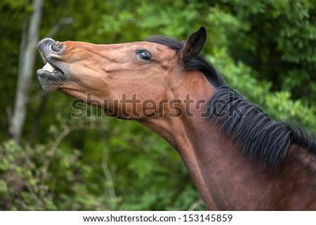 Funny horse showing its teeth in a comical way