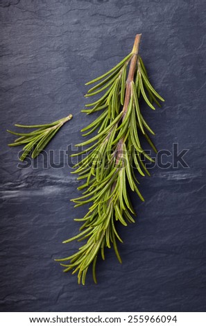 Rosemary herb on dark vintage tile slate background