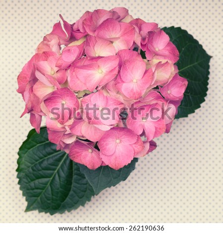 A light pink hydrangea flower with leaves on a polka dot background