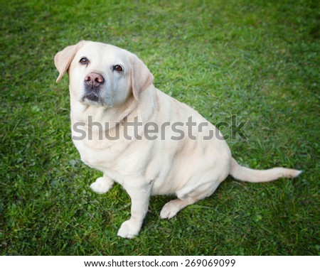 An obese golden labrador retriever looking at you while it sits in the grass peacefully