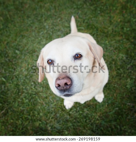 Golden labrador retriever with her sparkling brownish-red eyes looking up at you