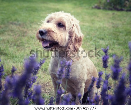A Cockapoo dog sitting behind a lavender bush looking in the distance