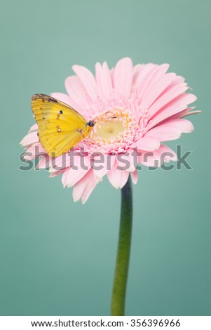 Yellow  butterfly on a  pink daisy flowers on trendy cool mint background