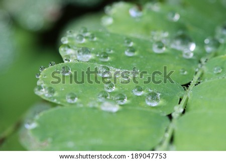 leaves with dew drops