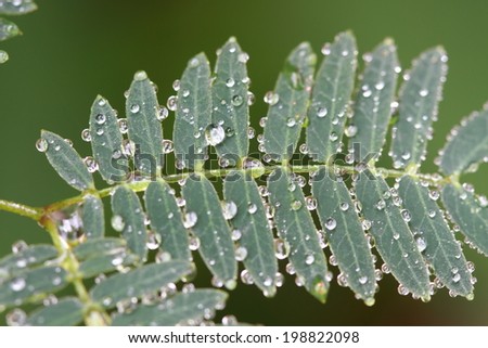 leaves with dew drops