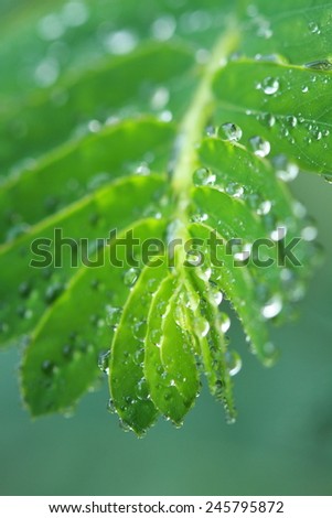 leaves with dew drops , soft focus, shallow depth of field