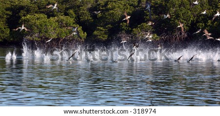 birds diving into water