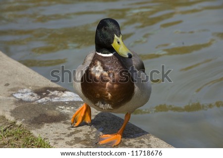 one mallard duck standing at pond\'s edge