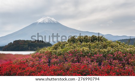 Mountain Fuji with flowers view of kawakuchiko lake, Japan.