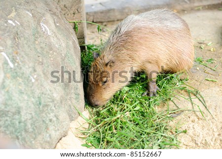 Animal Capybaras zoo safari nature