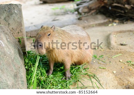 Animal Capybaras zoo safari nature