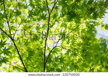 Green leaves of Japanese maple
