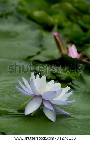 blue water lily