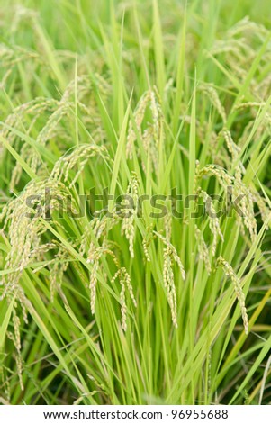 rice field in rural Japan