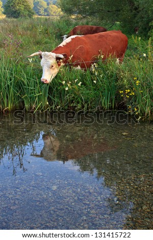 A Horned Hereford cow looking at it\'s reflection in the still waters of a river.