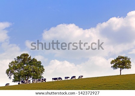 Dairy cows grazing on a hillside between two oak trees against a bright blue cloudy sky.
