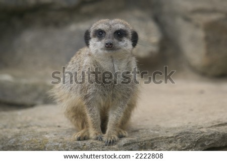 An alert meerkat sitting on rocks looking forward