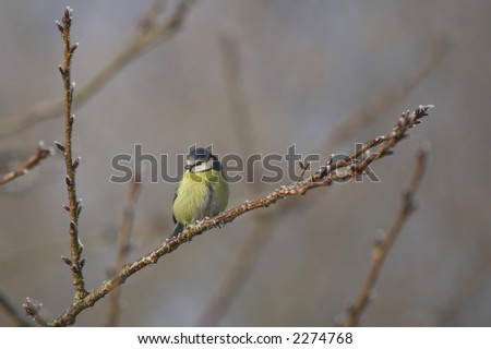A Blue Tit perched on a tree with signs of frost