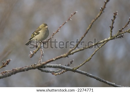A Greenfinch perched on a frost covered branch