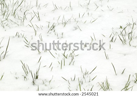 Blades of grass sticking through the snow