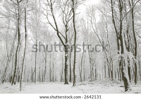 Snow scene showing hundreds beech trees with their trunks covered in fresh white snow