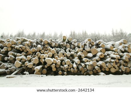 Log pile in the forest covered in snow
