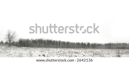 Snow scene panorama of a forest tree line with an area of new planting in front