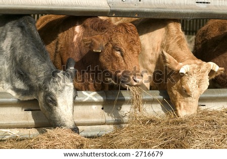 Cows And Hay