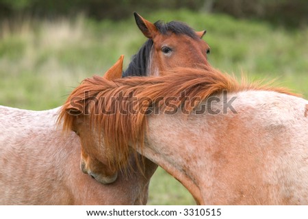 Two wild horses cleaning each other, or are they whispering!